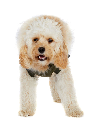 Zeus Jacket for Dogs w/Faux Fur Trim