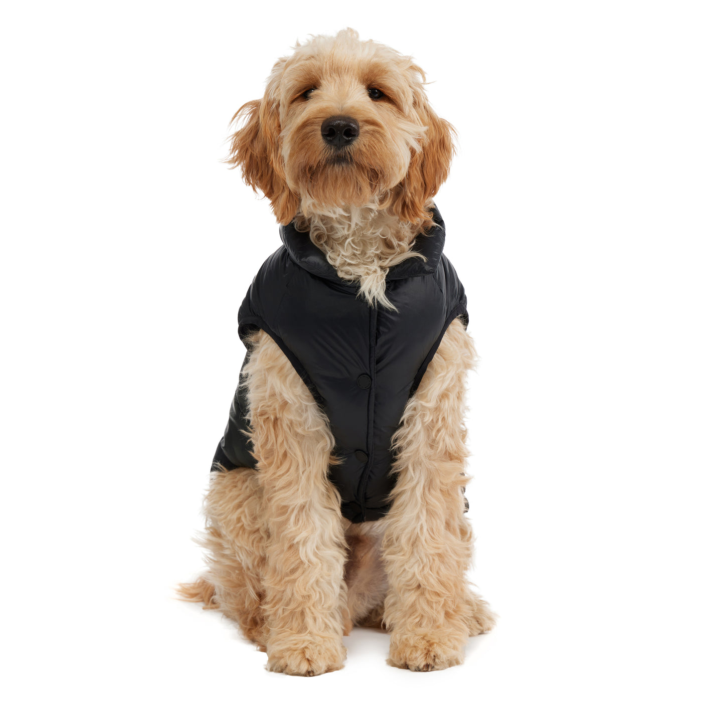 Alexis Jacket for Dogs