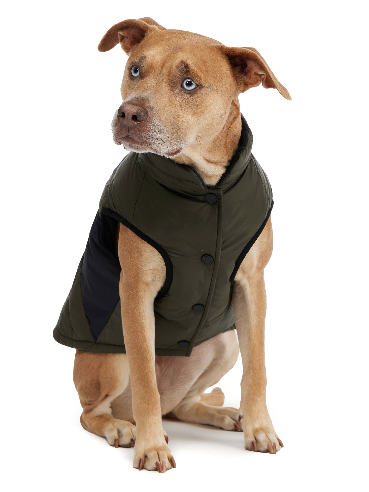 Beau Jacket w/Leash Attachment for Dogs