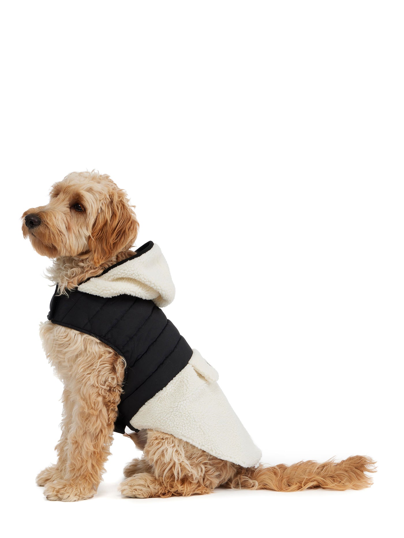 Loki Easy Fit Jacket w/Hood for Dogs
